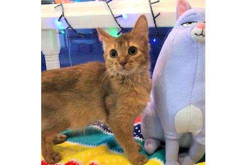 成約済の大阪府のソマリ-4684の1枚目